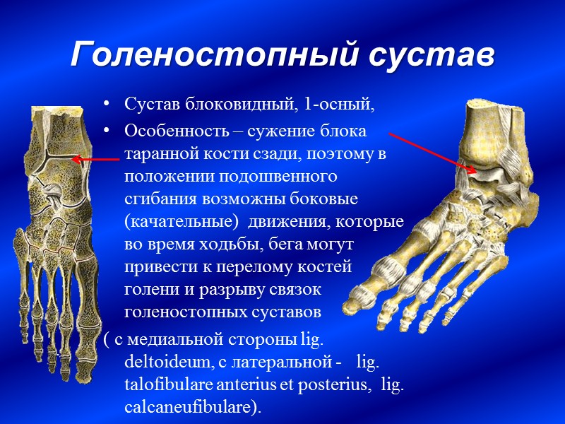 Голеностопный сустав  Сустав блоковидный, 1-осный,  Особенность – сужение блока таранной кости сзади,